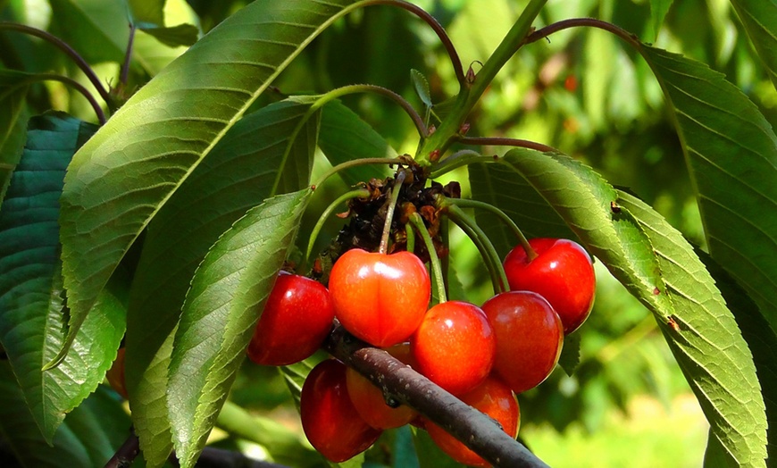 Image 6: Arbres fruitiers 90 cm