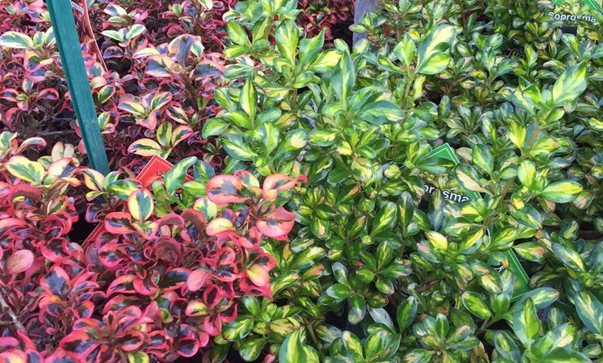 Image 1: Three Magical Coprosma Plants