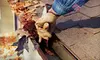 Gutter Cleaning from ASAP Quality Roof & Repair (Up to 72% Off). Three Options Available.