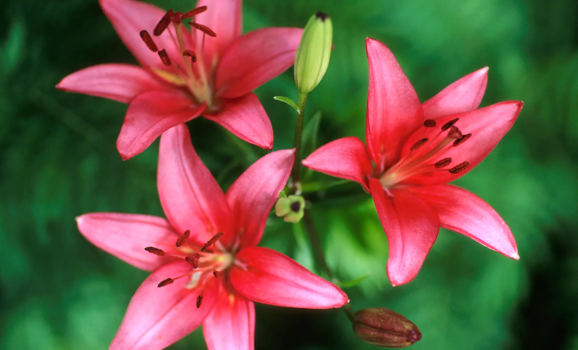Visit to UBC Botanical Garden and Nitobe Memorial Garden for Two or Four (Up to Half Off) - Primary Image