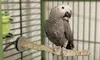 K&H Warming Perches and Heaters for Exotic Birds. Eight Options from $29.99–$39.99. Free Returns.