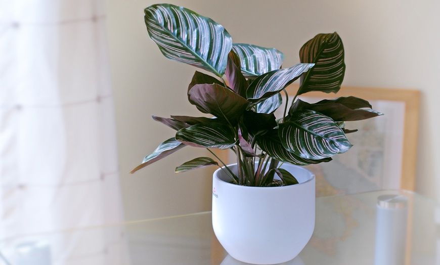 Image 2: Calathea Ornata 'Sanderiana' Pot