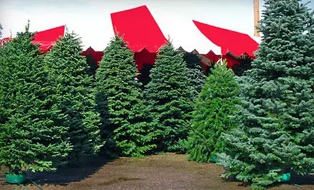 $10 for $20 Worth of Holiday Trees, Wreaths, and Accessories at Moon Valley Nursery Las Vegas - Primary Image