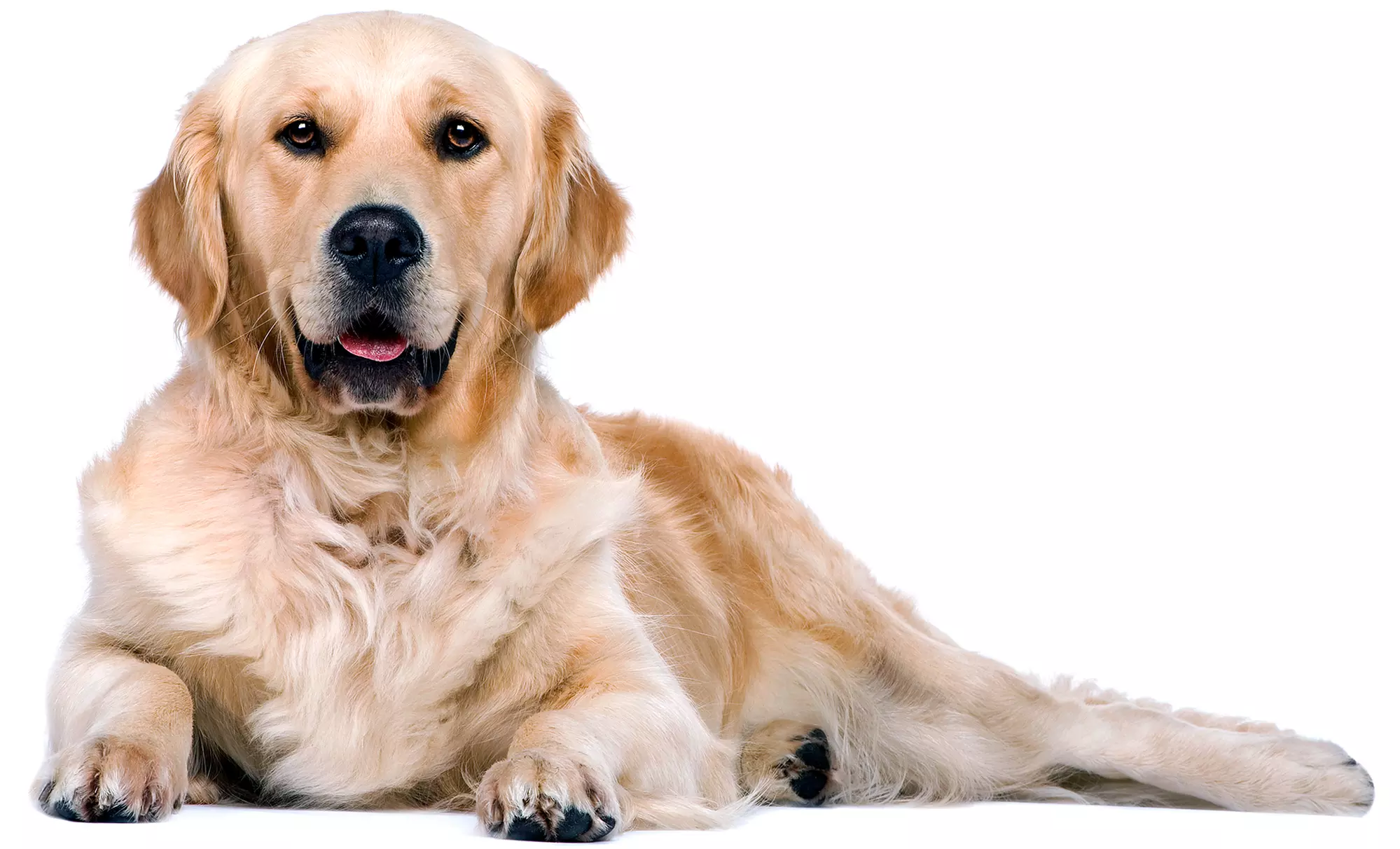 Five Half or Full Days of Dog Day Care at Eco Dog NYC (Up to 56% Off) - Primary Image