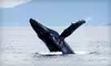 Whale or Dolphin Watching for One or Two from Cape May Whale Watch & Research Center (Up to 55% Off)