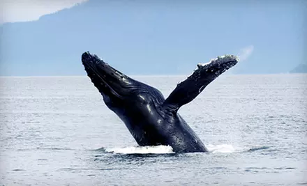 Whale or Dolphin Watching for One or Two from Cape May Whale Watch & Research Center (Up to 55% Off) - Primary Image