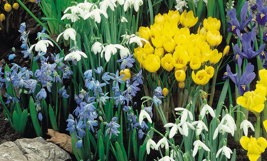 Image 1: Bluebells or Snowdrop Bulbs 