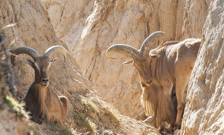 Image 3: Ingressi al Safari Park