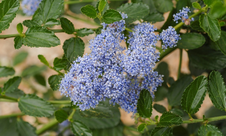 Image 2: Ceanothus Thyrsiflorus Repens Plant