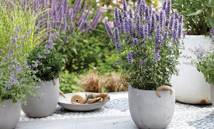 Image 3: One, Two or Three Agastache Crazy Fortune Plants