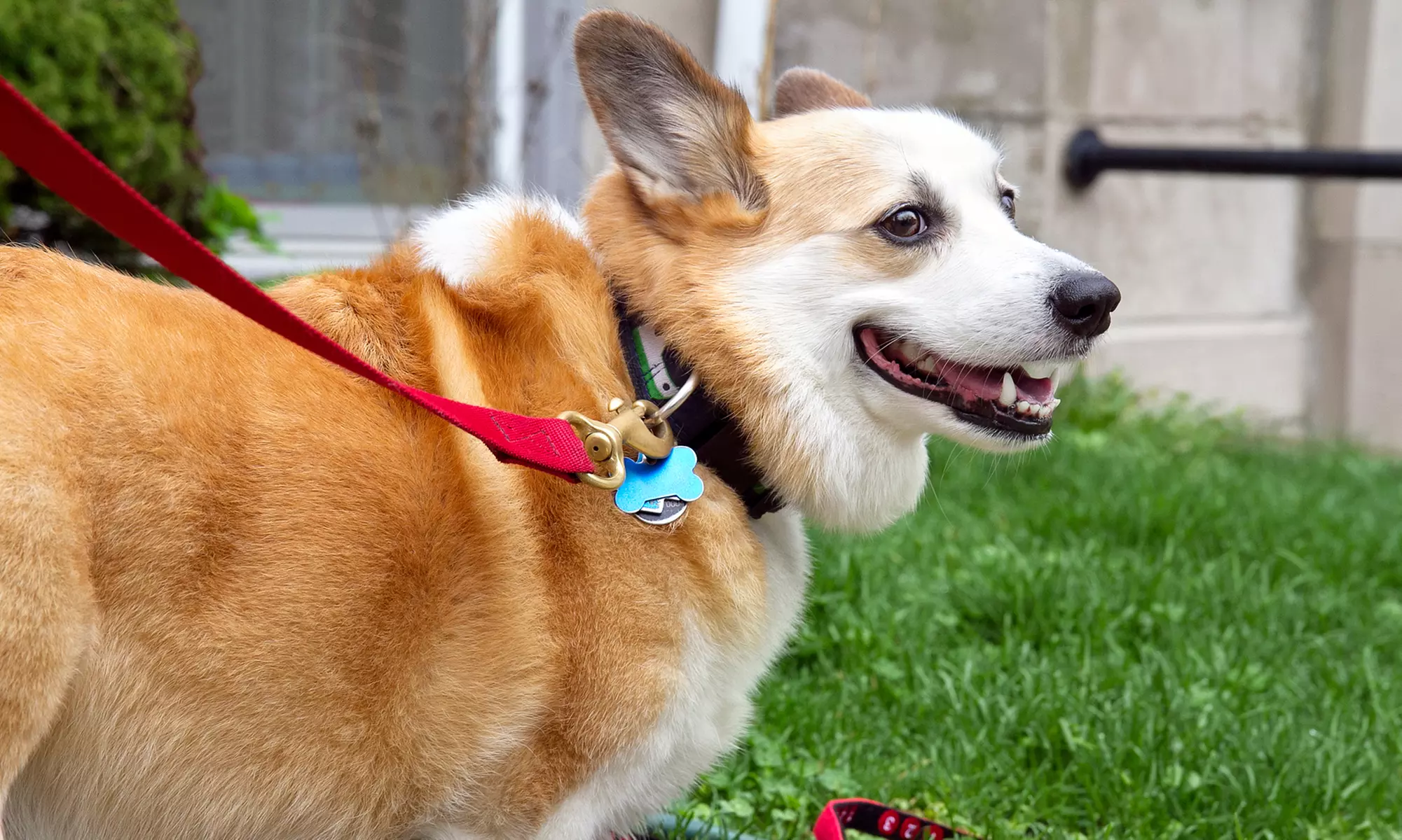One or Two Months of Dog-Waste Removal for One Dog from M&N Pooper Scooper Services (Up to 53% Off) - Primary Image