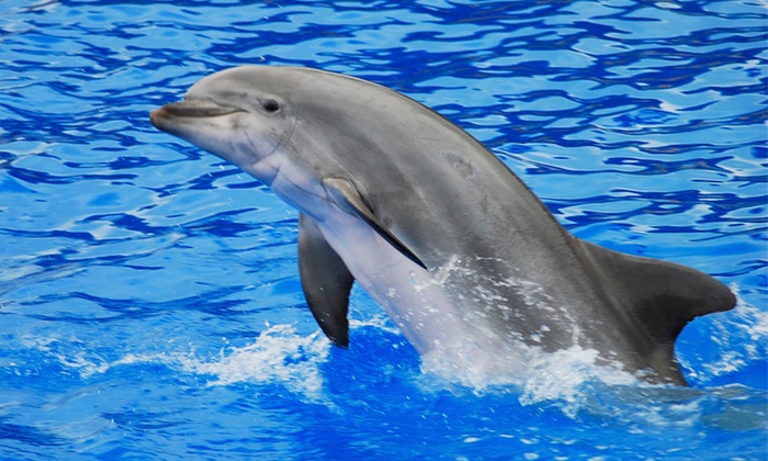 Dolphin Tour - Glass Bottom Dolphin Tours | Groupon