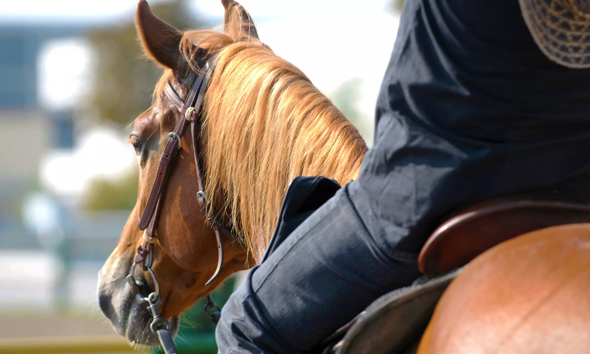 One or Three 60-Minute Horseback-Riding Lessons at Heart of Dixie Farms (Up to 53% Off) - Primary Image