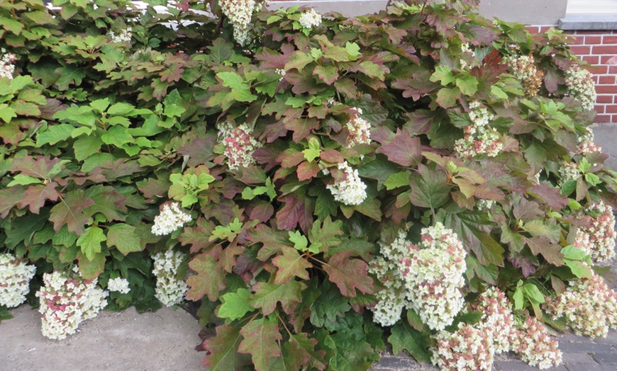 Image 3: Hydrangea Quercifolia Snowflake Plants