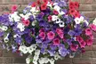 Up to 100 Petunia Surfina Mixed Plants - Image 4