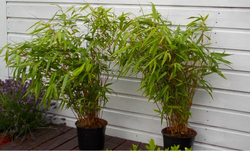 Image 3: Fargesia Bamboo Trees