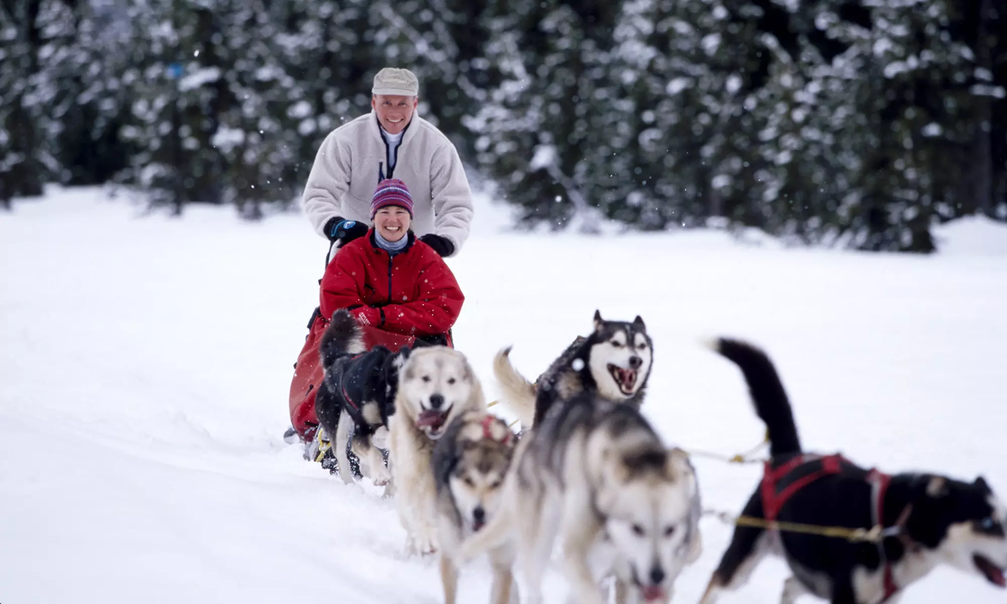 C$239 for a Two-Hour Weekday Dogsledding Tour for Two at Mad Dogs & Englishmen Expeditions (C$328 Value) - Primary Image
