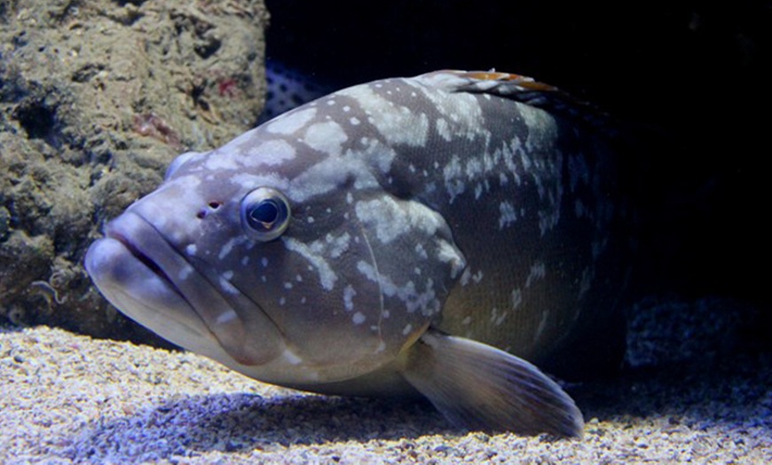 Image 1: Aquarium de Banyuls et jardin Méditerranéen 