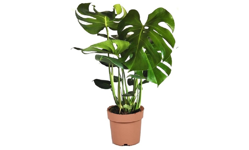 Image 8: 1 o 2 piante di Monstera Deliciosa