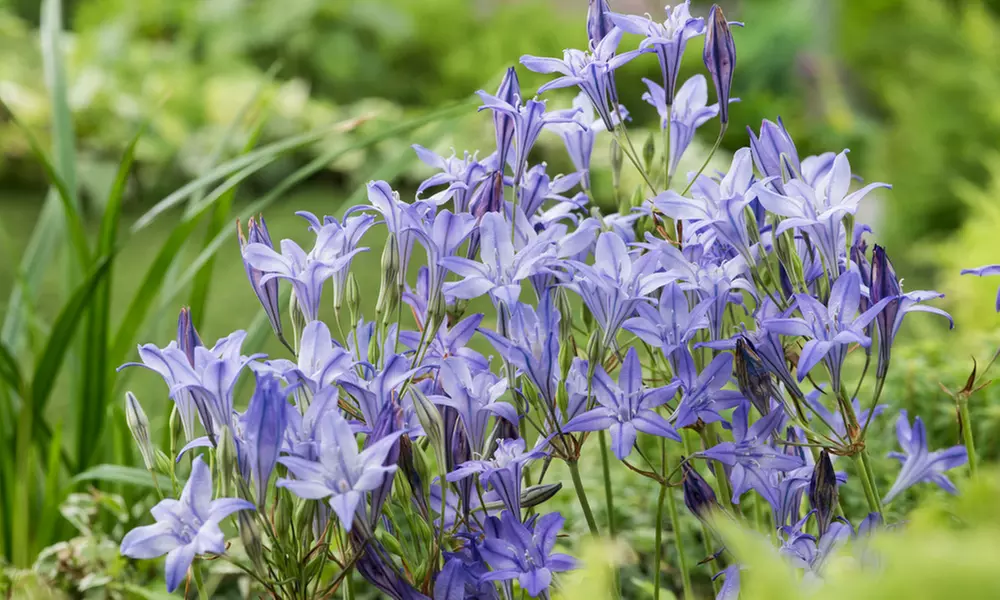 Mix de 125 bulbos de Holanda