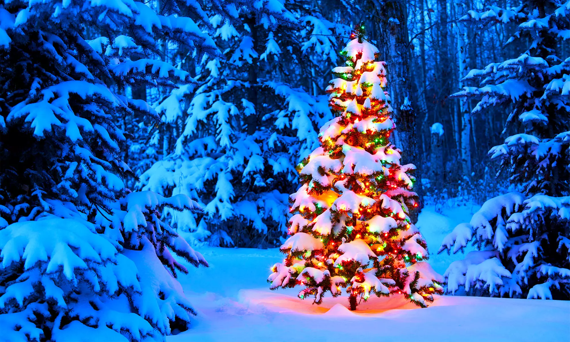 $20 for $40 Worth of Christmas Trees, Holiday Wreaths, and Garlands at ABC Tree Farms - Primary Image