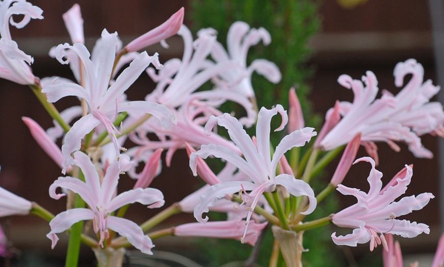 Image 5: Nerine Cornish Lily Two-Litre Potted Plants