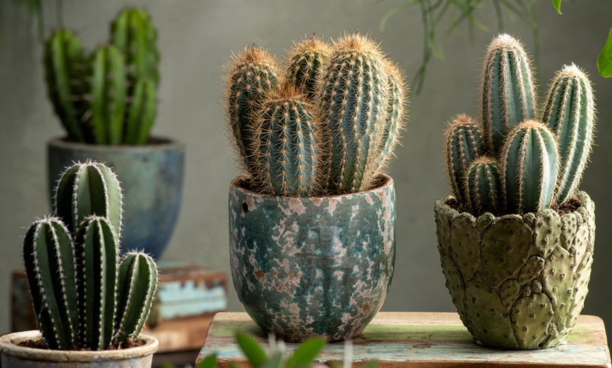 Image 1: 6 of 12 mini cacti of vetplanten