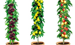 3, 6 or 12 Columnar Fruit Trees