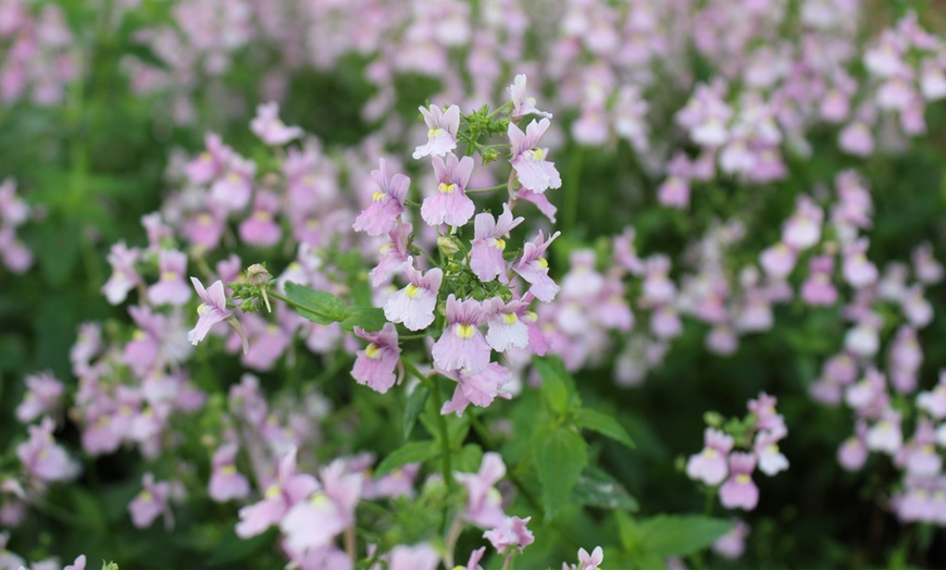 Image 1: Super-Scented Hardy Nemesia Confetti