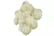 Blackberry Polar Berry Plant - Second Medium