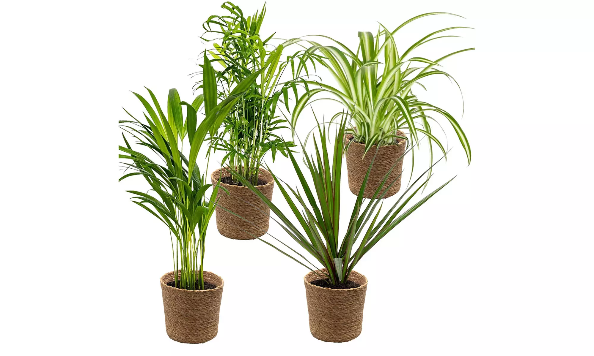 Piante d'appartamento che purificano l'aria con cestini