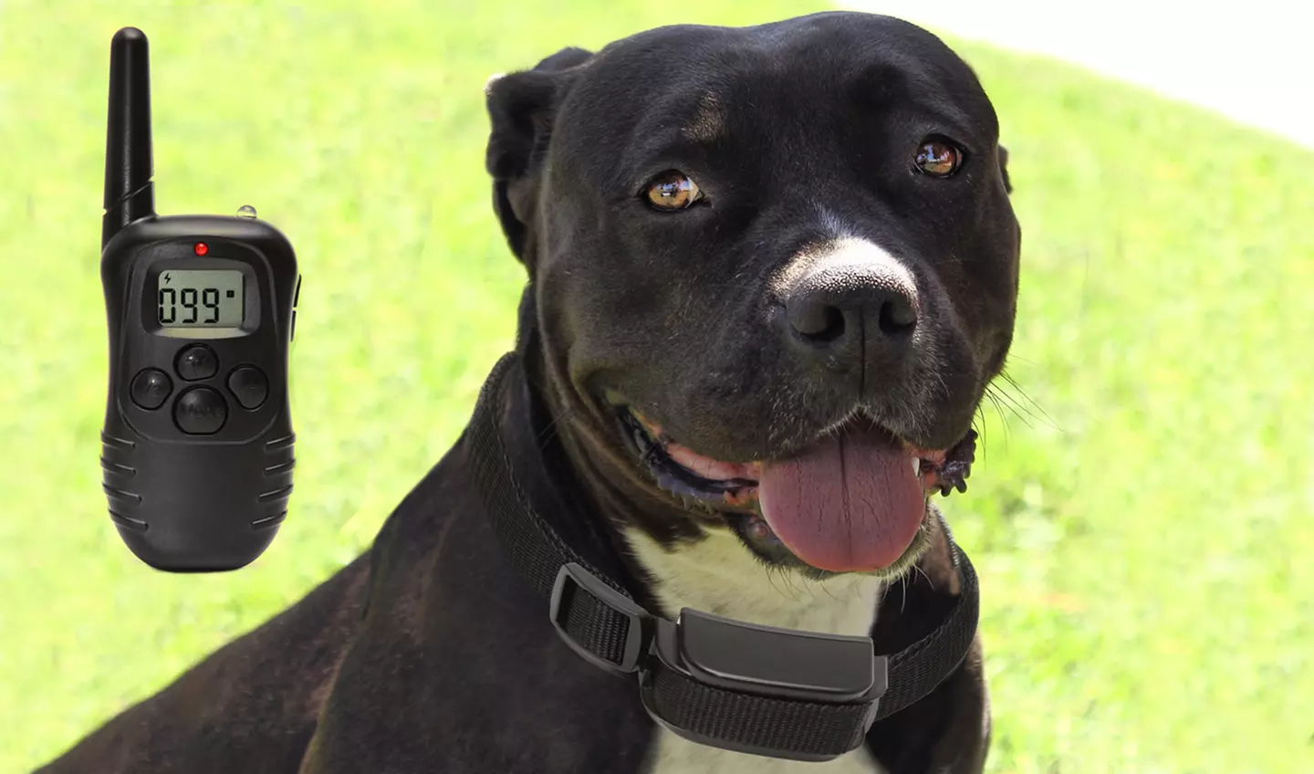 One or Two Rechargeable Remote Pet-Training Collars from $24.99–$32.99 - Primary Image