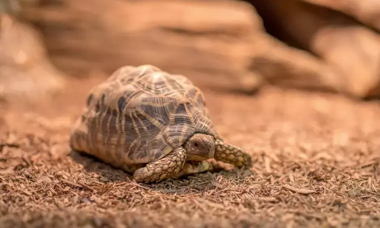 Explore Australian Wildlife with One Child, Adult or Family Pass