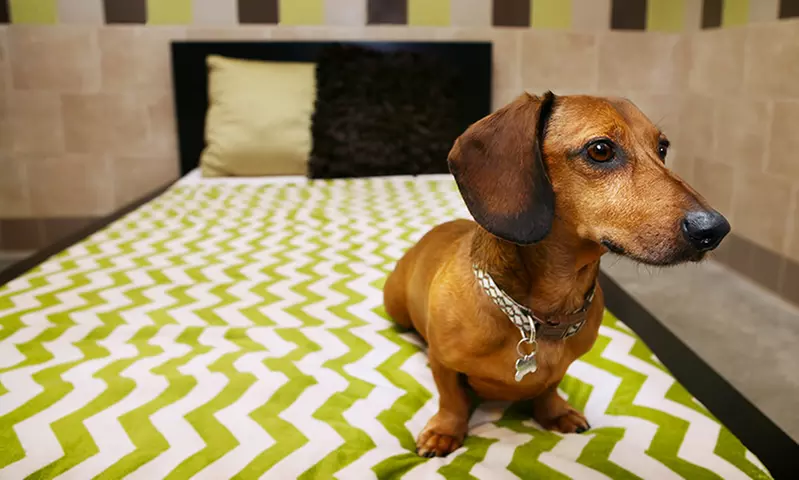 5 Days of Dog Boarding in a Standard Suite or 10 Days of Dog Daycare at Pooch Hotel (Up to $250 Value) - Primary Image