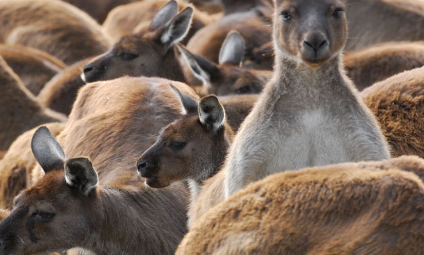 Image 14: Ballarat Wildlife Park Pass