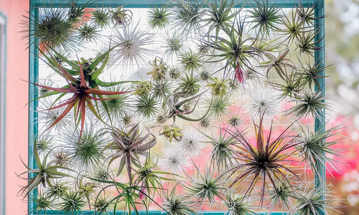 Mezcla de plantas de aire Tillandsia