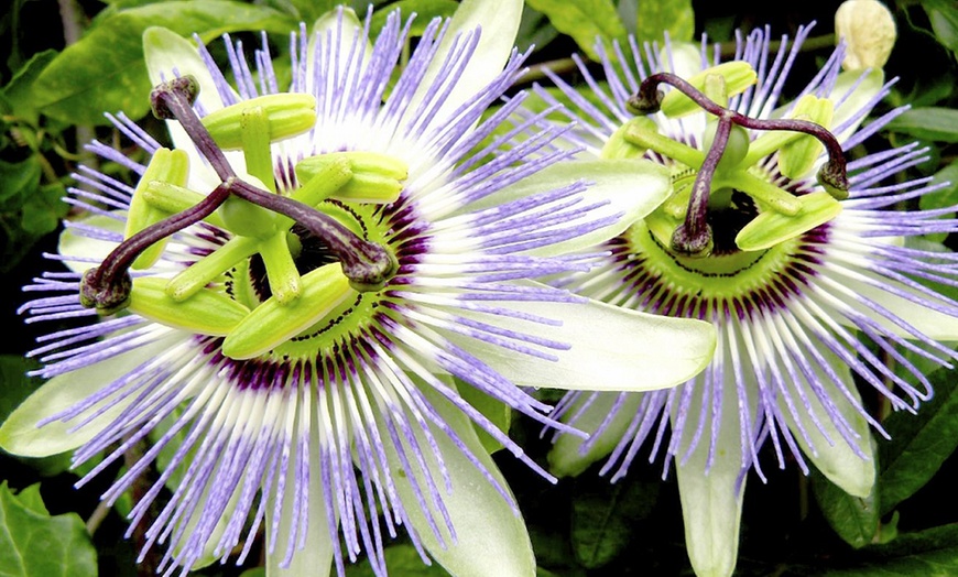 Image 4: Passion Flower Collection 3 Varieties - 1 or 3 Potted Plants
