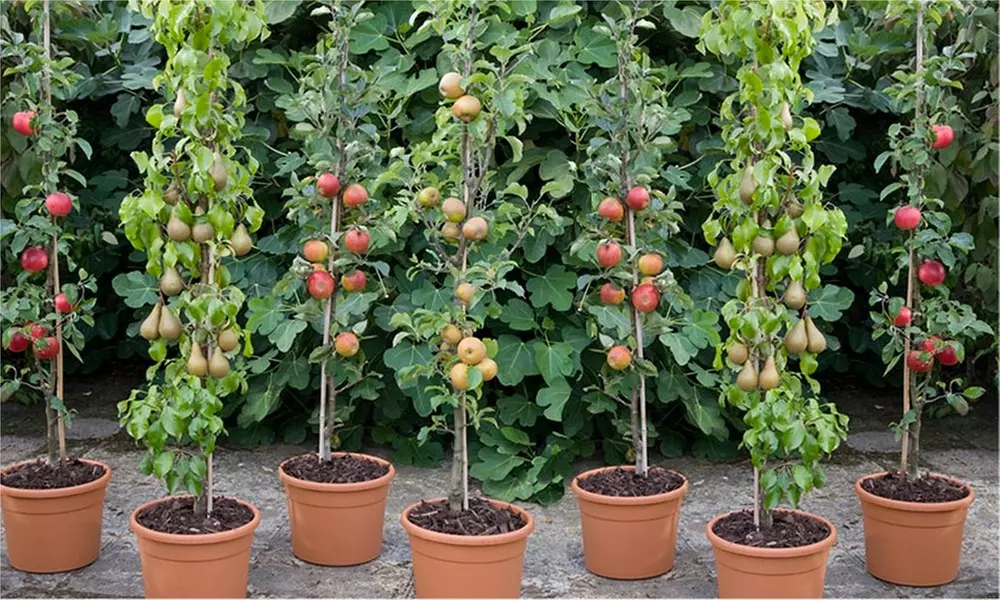Four Dwarf Patio Pillar Fruit Trees from £19.99 With Free Delivery (67% Off) - Primary Image