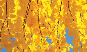 Colour-Changing Katsura Tree