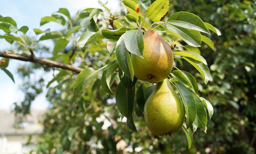 Image 12: 3 o 5 alberi da frutta XXL