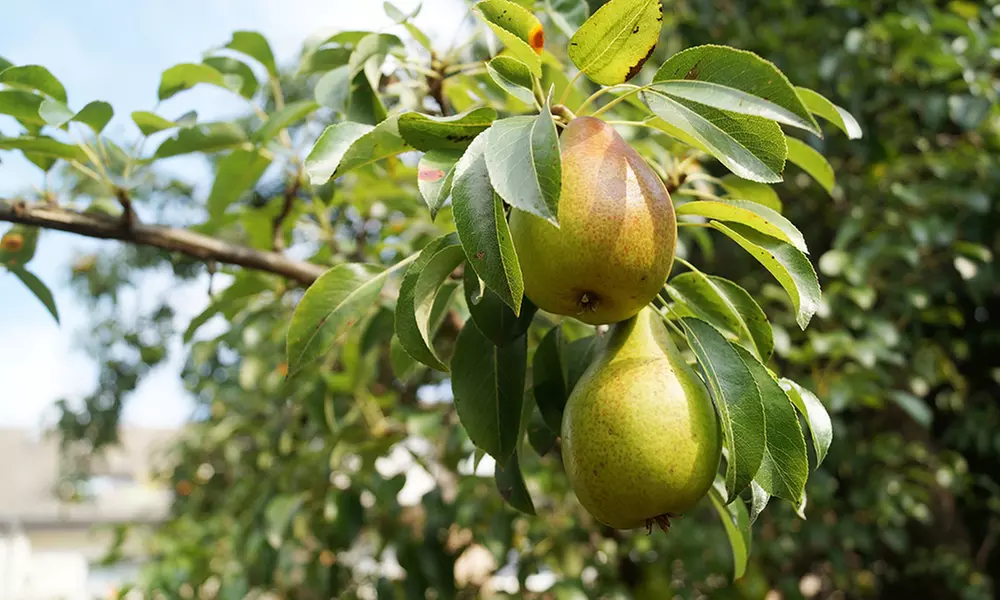 3 o 5 alberi da frutta XXL