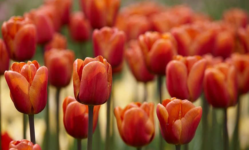 Image 2: Brown Sugar Tulips