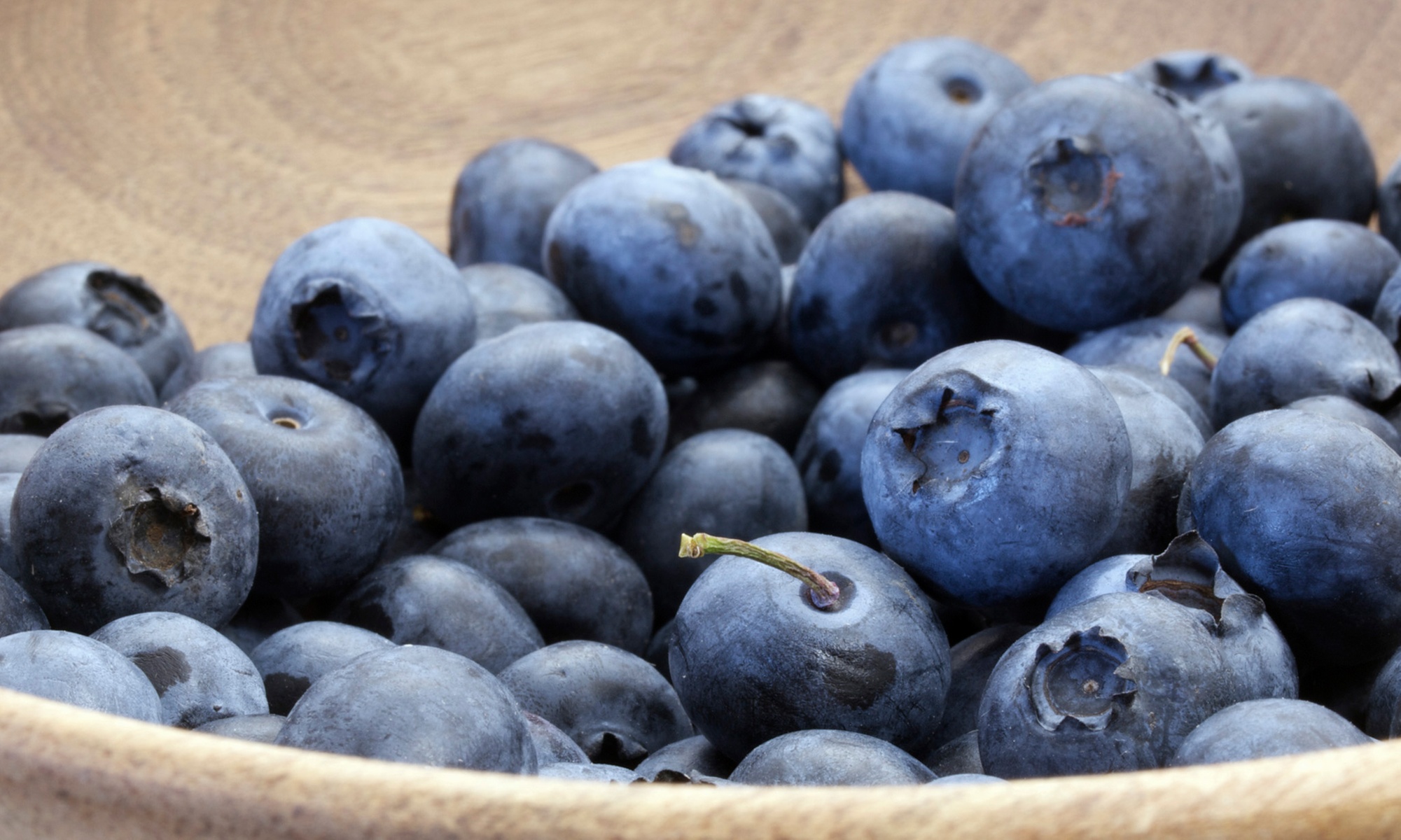 Join Wildman Steve Brill for a Walking Tour, Discovering Wild Foods and Ecology, with up to 60% Off - Primary Image