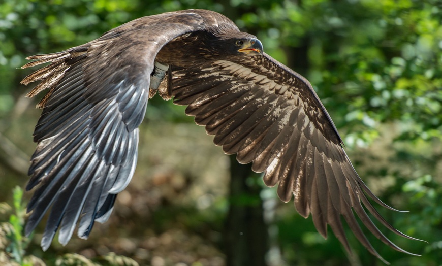 Image 2: Falknerei-Erlebnis mit Flug-Show