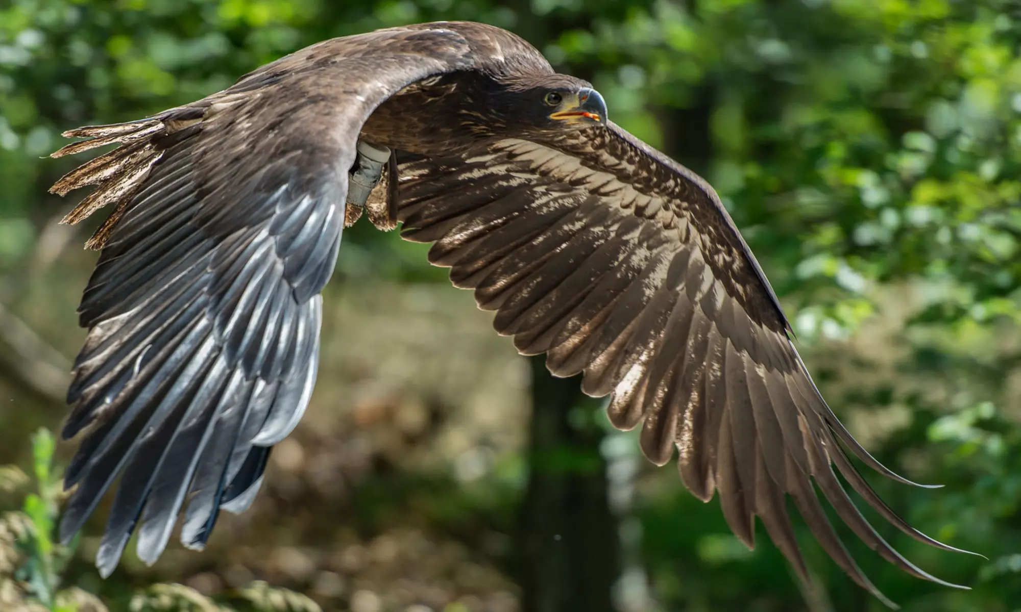 Falknerei-Erlebnis mit Flug-Show