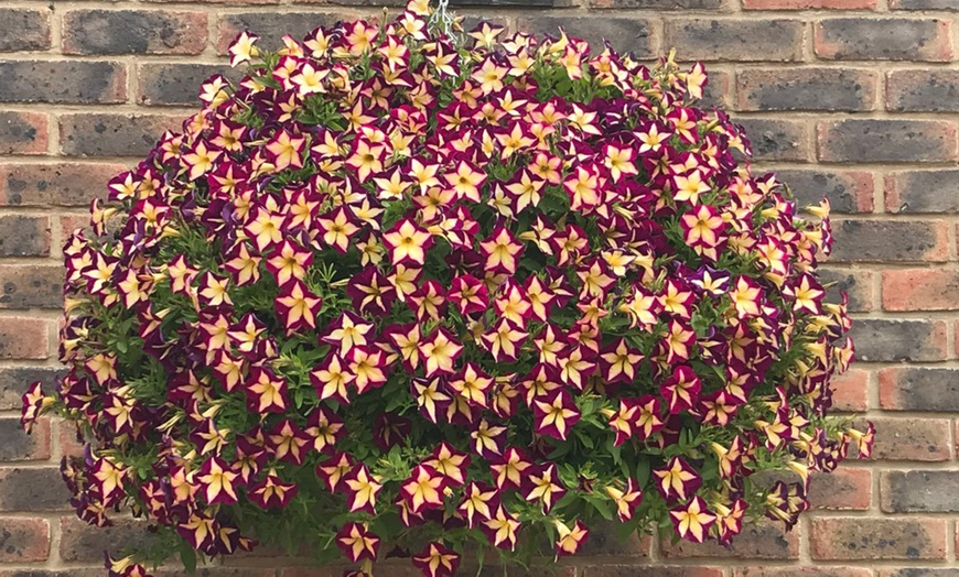 Image 4: 5, 10 or 20 Petunia 'Surfinia Star Burgundy' Plants