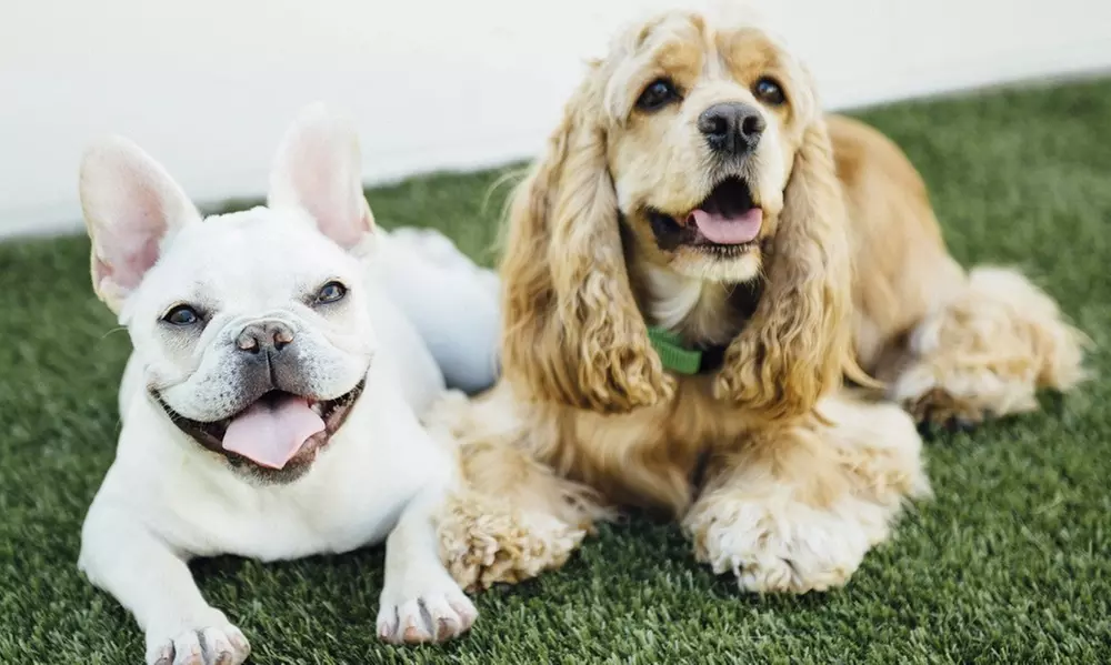 Three- or Five-Day Dog Daycare at Dogtopia of Galleria (Up to 56% Off) - Primary Image
