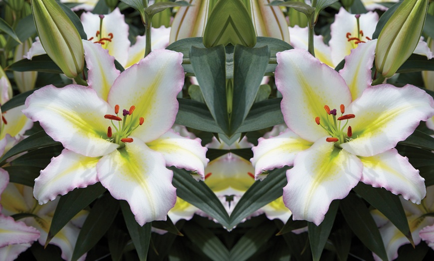 Image 6: Lily 'Giant Flowered Collection'