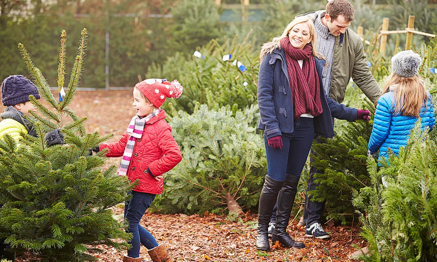 1 Tannenbaum (1,80 m - 2,20 m) aus nachhaltigem Anbau für ein frohes Weihnachtsfest (bis zu 18% sparen) - Primary Image