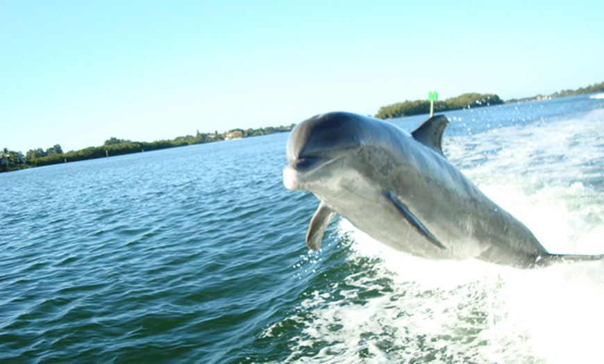 Image 8: Sip, Sail, & Spot Dolphins: Morning, Sunset, & Sandbar Cruise for Up to 6 People w/ Siesta Dolphin Tours (Up to 50% Off)